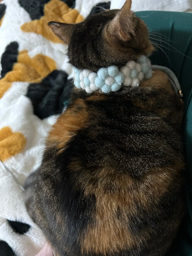 ゆこくまさんにとって、「守護天使」と呼びたくなる存在が銀ちゃん（ゆこくまさん提供）