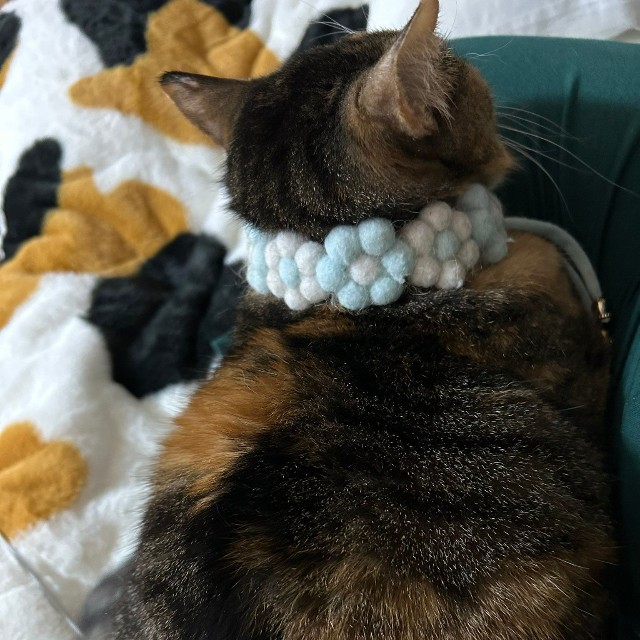 ゆこくまさんにとって、「守護天使」と呼びたくなる存在が銀ちゃん（ゆこくまさん提供）