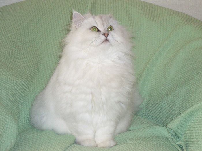 ヒルズ・マーケティング本部の宮崎さんの愛猫チンチラシルバーのピッチ。13歳で看取った時、扶養慶弔規定を使い、「きちんとお別れができた」という（宮崎さん提供）