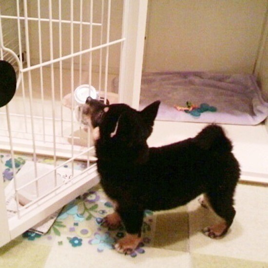 家にきたころの「ジーマ」