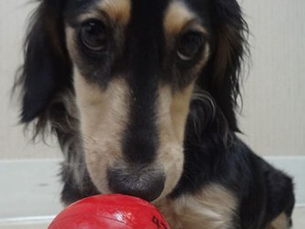 子犬はかむのが仕事　留守番させる時は、犬の目線で片付けを