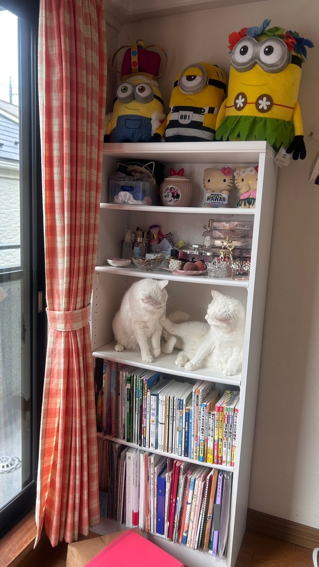 教科書を置こうと思ったら…（提供：ぽむりんとぽわたんさん）