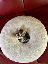 2024年6月4日撮影、生後2カ月半ころのぜんくん（画像提供：お母ちゃん こてつ ぜんさん）