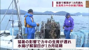 宮城県石巻市　生食用カキの初水揚げ