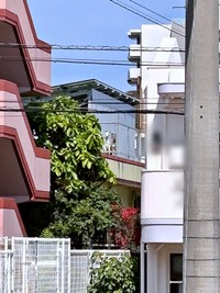実家のベランダから凝視する（左から）サクマくん、テンマくん（画像提供：あきのりさん）
