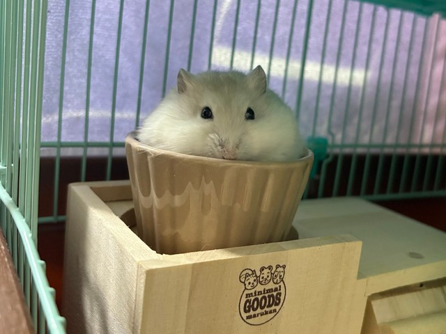 食べている姿がまるで大福のようにまんまる（提供：おビビさん）
