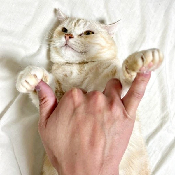 両指も見事にガードするさくらちゃん（画像提供：さくらとかえでさん）