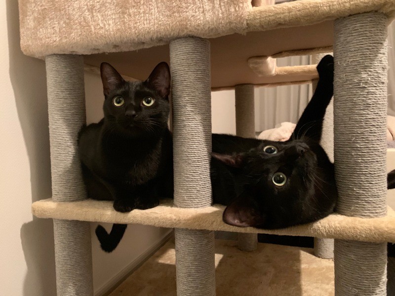 ゴメフェスはホント良いコンビ❤︎