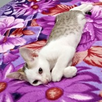 おうちで暮らし始めて数日、くつろぐマルちゃん（画像提供：越南猫の日本暮らしさん）