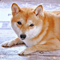 表情豊かな魅力で注目を集めたようこちゃん（画像提供：シバシバお豆さん）