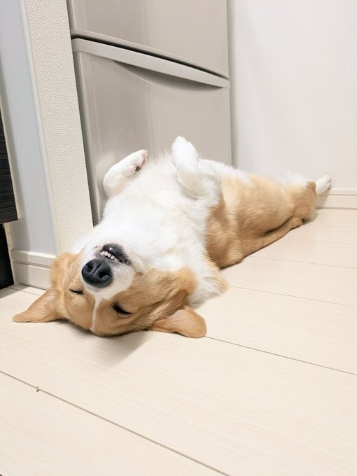 冷蔵庫前でゴローン！ ぴょこんと前足をあげてリラックスするこまちちゃん（画像提供：こまち@彩さん）