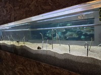 GWを過ぎると安心したらしく、再び姿を現すように。 ※桂浜水族館提供