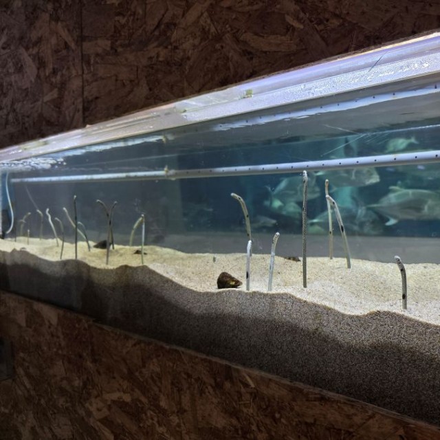 GWを過ぎると安心したらしく、再び姿を現すように。 ※桂浜水族館提供