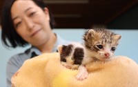京都動物愛護センターへの収容後、動物病院が一時的に預かることになった２匹の子猫（京都市南区）
