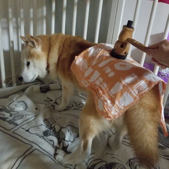 シニア期に入り、足腰（特に後ろ脚）が弱くなりお灸ケアを始めた。「気持ちいいよ」とあじみくんが言っていたように感じた（朋子さん提供）