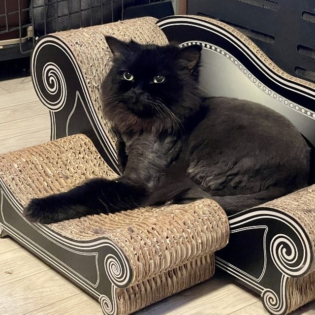 おしゃべりなクルルちゃん