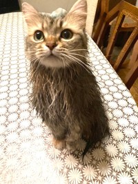 洗われた猫がフクロウにしか見えない？！（提供：コハちゃん さん）