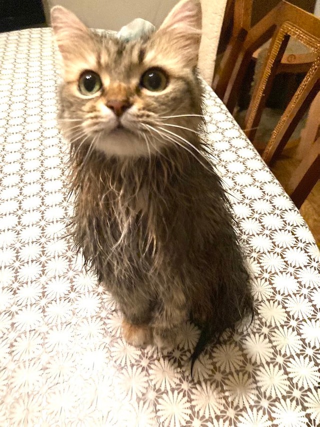 洗われた猫がフクロウにしか見えない？！（提供：コハちゃん さん）