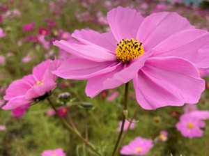 トマトとタマゴ。