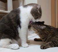 兄猫マルくん（左）に甘える、ボンくん