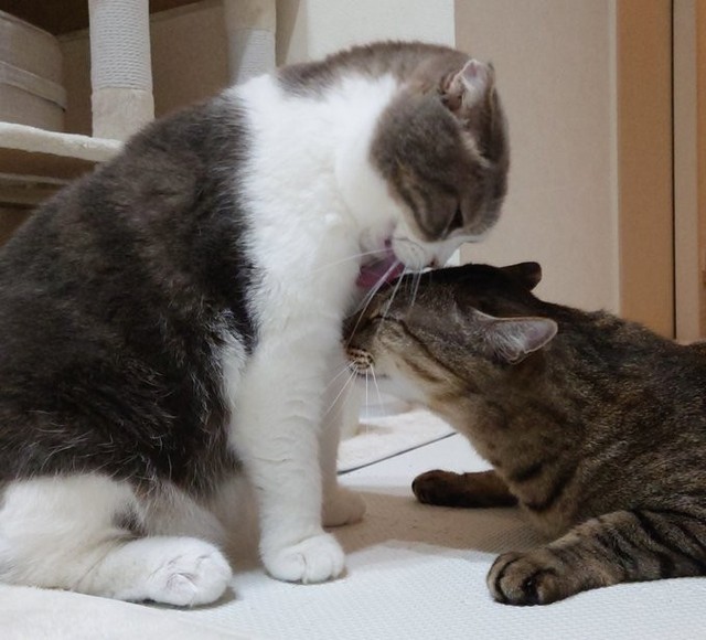 兄猫マルくん（左）に甘える、ボンくん