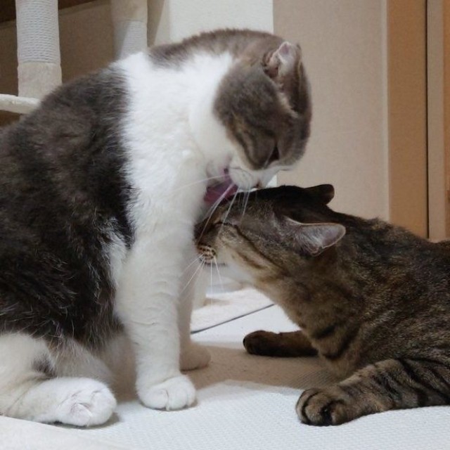 兄猫マルくん（左）に甘える、ボンくん