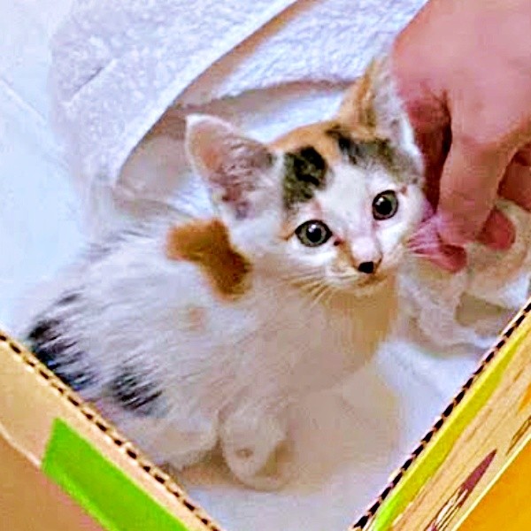 道路上で鳴いていた果生ちゃん（画像提供：YouTubeチャンネル「三毛猫かなり」さん）
