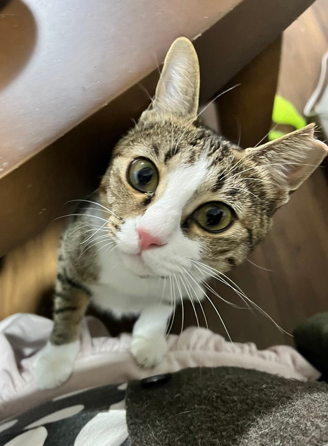 猫さんたちは大事な家族なんです（寧々子さん提供）