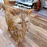 呆然と立ち尽くす「からし」くん（画像提供：いわし先生さん）