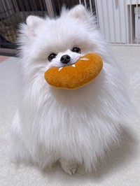 パンのおもちゃを運んできたおもちちゃん（画像提供：ポメラニアンのおもちさん）