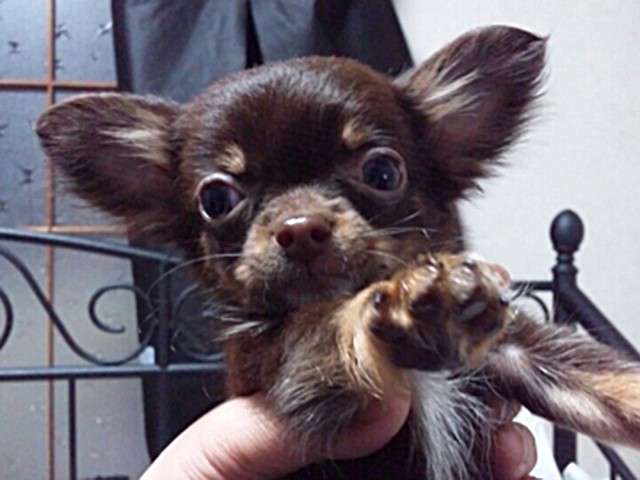 命を育てるとは幸せになる方向を見つけていくこと 9歳で他界した愛犬への思い 犬 猫との幸せな暮らしのためのペット情報サイト Sippo 命を育てるとは幸せになる方向を見つけていくこと 9歳で他界した愛犬への思い 犬 猫との幸せな暮らしのためのペット情報サイト Sippo