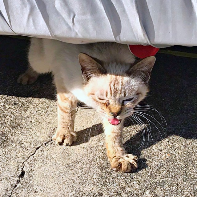 発見時、生後6カ月だったサムくん（画像提供：またまた一匹増えて五猫（ｺﾞﾆｬﾝ）のぱぱになりました。）