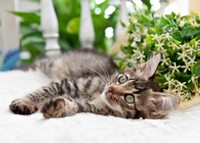 保護から数日後、少しずつ元気になったルナちゃん（画像提供：なちゅふぉとさん）