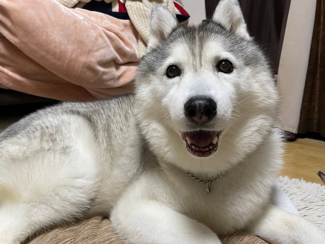 お庭の草を堪能していたハスキーのシルビアちゃん（提供：ハマジさん）