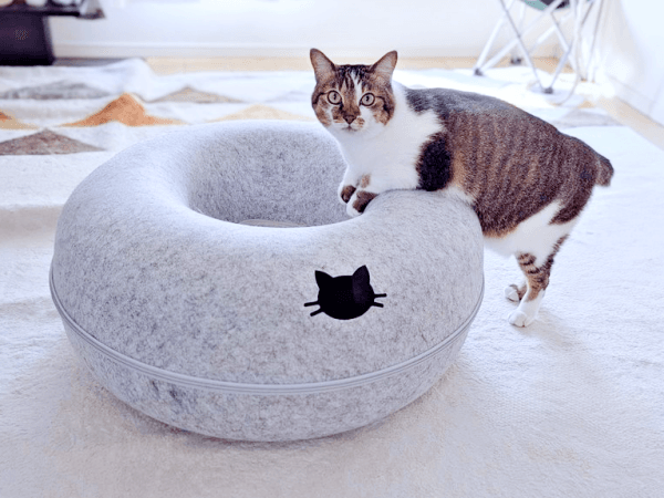 ドーナツ型ベッドで遊ぶつくねちゃん（画像提供：猫目さん）