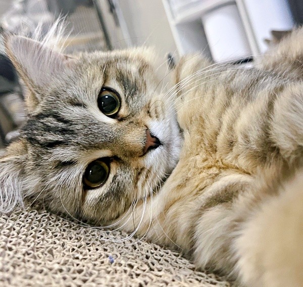 ゴロン！ と寝そべって飼い主さんを見つめるシャロンちゃん（画像提供：ドイルとシャロン︎︎さん）