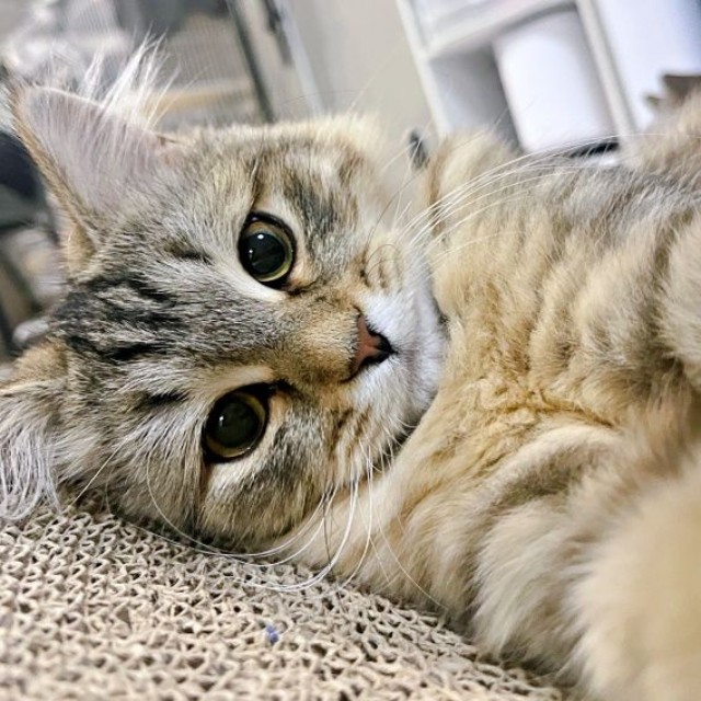 ゴロン！ と寝そべって飼い主さんを見つめるシャロンちゃん（画像提供：ドイルとシャロン︎︎さん）