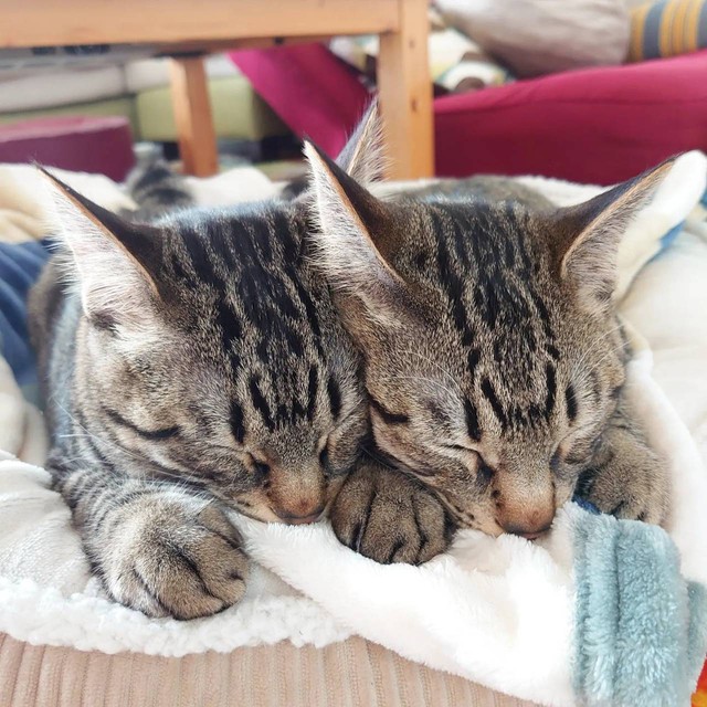 子猫時代、いつも仲良く一緒にチュパチュパタイム