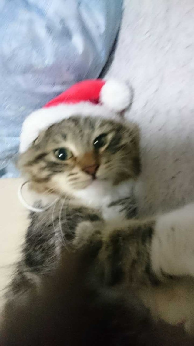 レオ様はコスプレ嫌ニャニャ