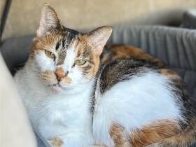 土砂降りの道でぐったりしていた三毛猫「はな」　今ではこたつに入ってご満悦な日々