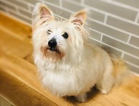 保護犬・うなじろう（オス・推定2〜3歳）