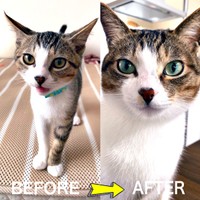 ショコラくんの子猫時代と現在、ビフォーアフター（画像提供：ショコタルさん）