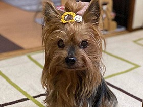 お相手してくれないかな…？　じっと見つめる甘え上手なヨークシャーテリア「モカ」