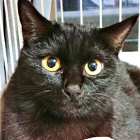 保護した日、1歳で迎えられたクロちゃん（画像提供：ぺぺ太さん）