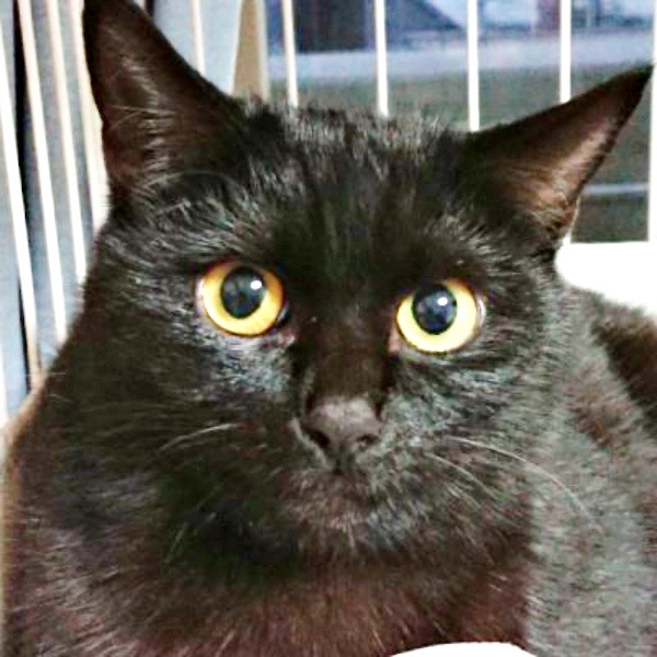 保護した日、1歳で迎えられたクロちゃん（画像提供：ぺぺ太さん）