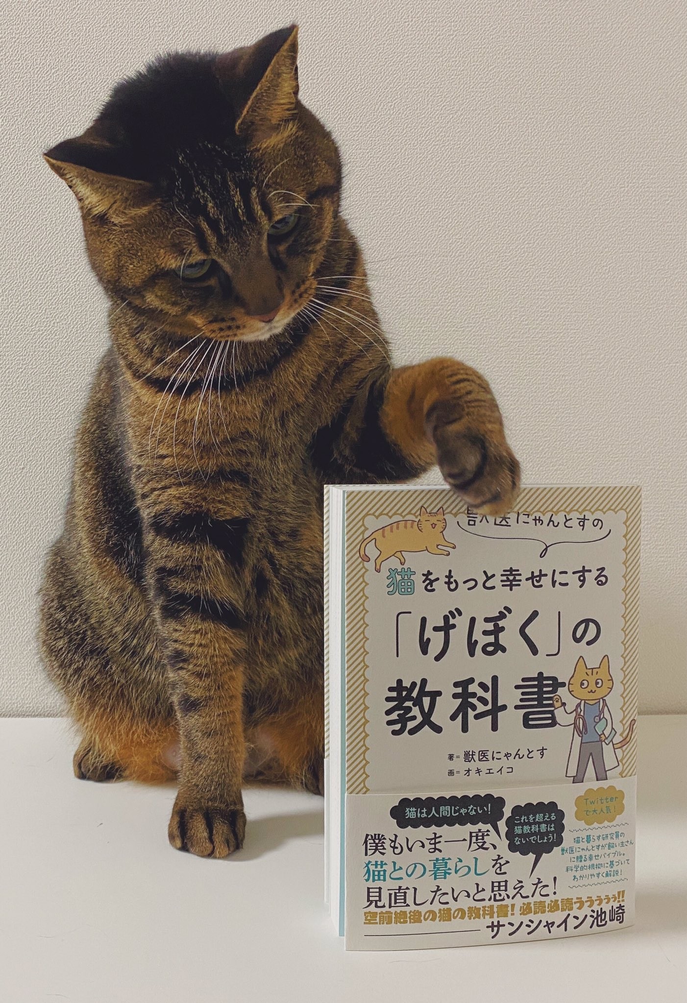 獣医師が伝えたい 科学的根拠に基づいた猫との向き合い方 ほ とせなnews
