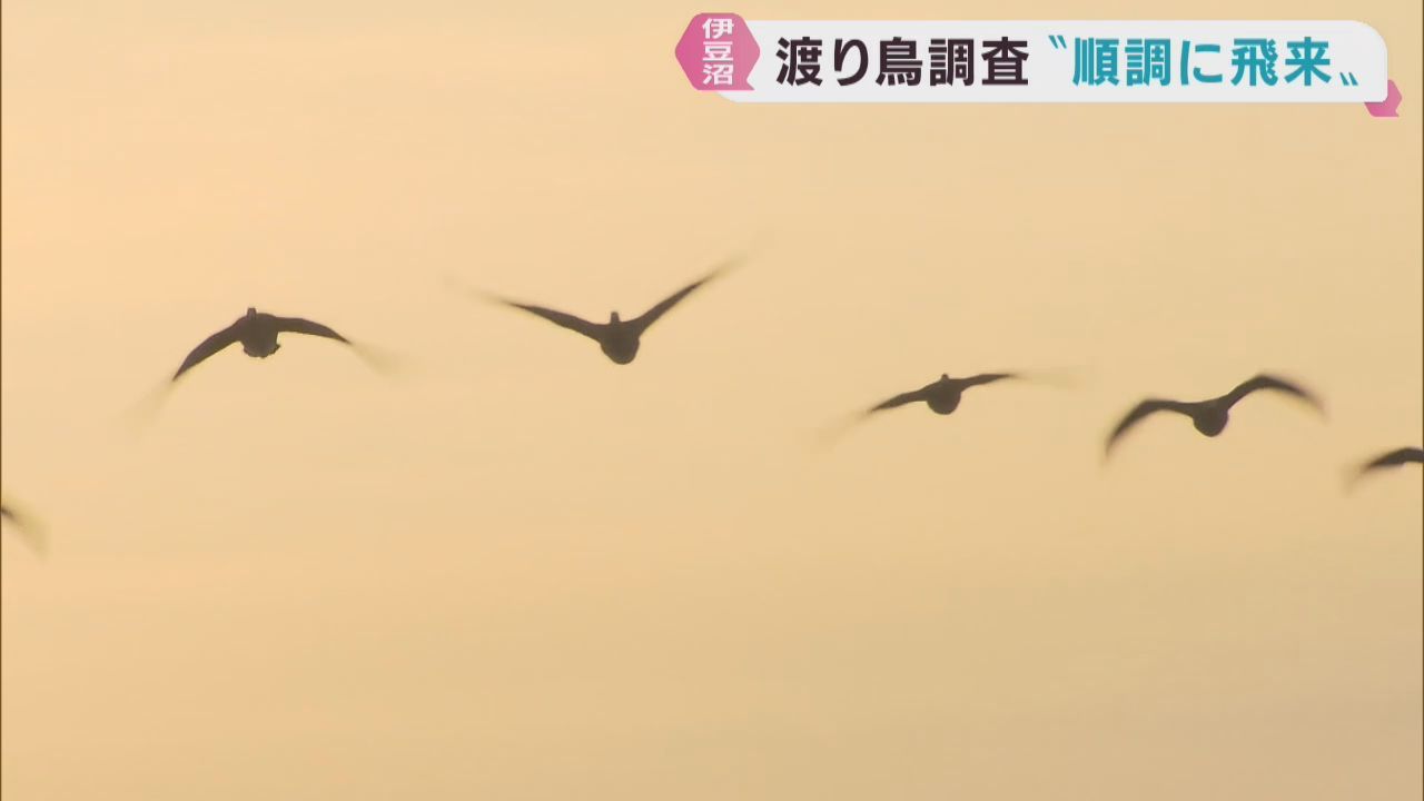 渡り鳥は順調に飛来　宮城県各地で今シーズン２回目の調査