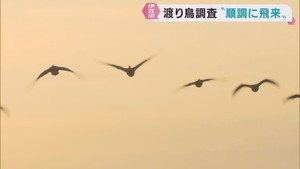 渡り鳥は順調に飛来　宮城県各地で今シーズン２回目の調査