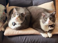 仲良く並んでシンクロ中（左から）しらたまくん、ごましおくん（画像提供：わがやのねこさん）