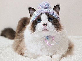 新しいニャンコ帽子、似合うかな？　ラグドールの「パリス」